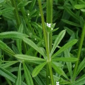 Photographie n°2850237 du taxon Galium aparine L. [1753]