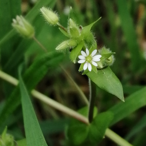 Photographie n°2850243 du taxon Stellaria media (L.) Vill. [1789]