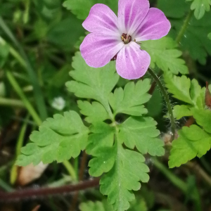 Photographie n°2850244 du taxon Geranium robertianum L. [1753]