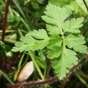 Photographie n°2850245 du taxon Geranium robertianum L. [1753]