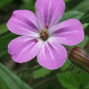 Photographie n°2850247 du taxon Geranium robertianum L. [1753]