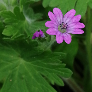 Photographie n°2850250 du taxon Geranium molle L. [1753]