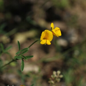 Photographie n°2851268 du taxon Argyrolobium zanonii (Turra) P.W.Ball