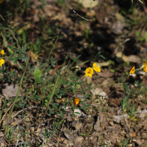 Photographie n°2851271 du taxon Argyrolobium zanonii (Turra) P.W.Ball