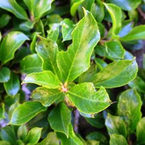 Photographie n°2851297 du taxon Rhamnus pumila Turra [1764]