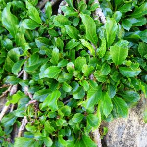 Photographie n°2851299 du taxon Rhamnus pumila Turra [1764]