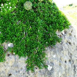 Photographie n°2851301 du taxon Rhamnus pumila Turra [1764]