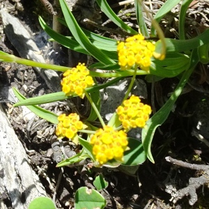 Photographie n°2851319 du taxon Bupleurum ranunculoides L. [1753]