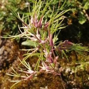 Photographie n°2852251 du taxon Poa bulbosa subsp. bulbosa