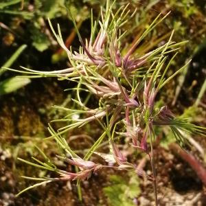 Photographie n°2852252 du taxon Poa bulbosa subsp. bulbosa