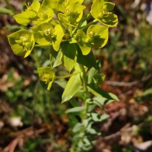 Photographie n°2852276 du taxon Euphorbia seguieriana subsp. seguieriana