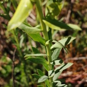 Photographie n°2852278 du taxon Euphorbia seguieriana subsp. seguieriana
