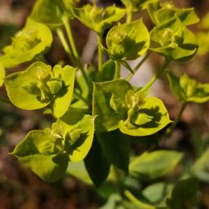  - Euphorbia seguieriana subsp. seguieriana