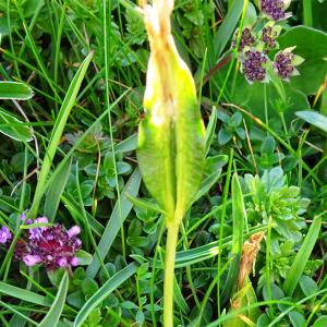 Photographie n°2852343 du taxon Gentiana verna L. [1753]