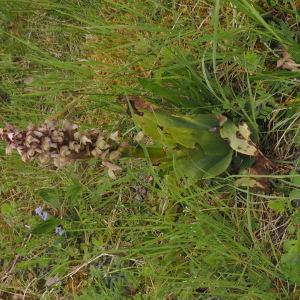 Photographie n°2853951 du taxon Himantoglossum robertianum (Loisel.) P.Delforge