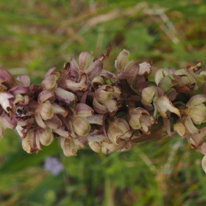 Photographie n°2853952 du taxon Himantoglossum robertianum (Loisel.) P.Delforge