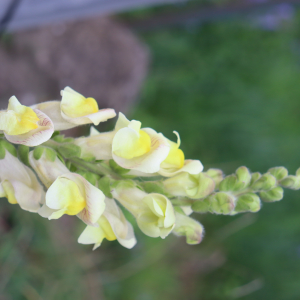 Photographie n°2853954 du taxon Antirrhinum majus L. [1753]