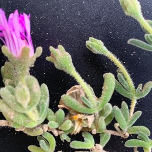 Photographie n°2853987 du taxon Drosanthemum floribundum (Haw.) Schwantes [1927]