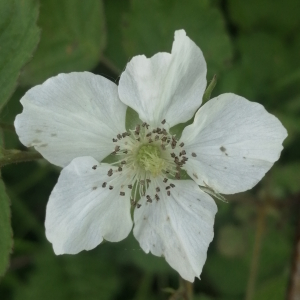 Photographie n°2853997 du taxon Rubus caesius L. [1753]