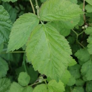 Photographie n°2854000 du taxon Rubus caesius L. [1753]