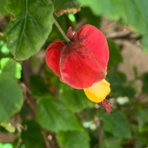 Photographie n°2854012 du taxon Abutilon megapotamicum (A.Spreng.) A.St.-Hil. & Naudin [1842]