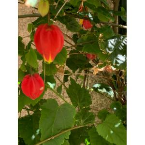 Abutilon megapotamicumIMG_5415.jpg