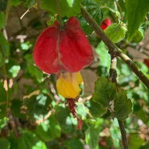 Photographie n°2854014 du taxon Abutilon megapotamicum (A.Spreng.) A.St.-Hil. & Naudin [1842]