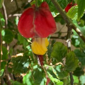 Photographie n°2854015 du taxon Abutilon megapotamicum (A.Spreng.) A.St.-Hil. & Naudin [1842]