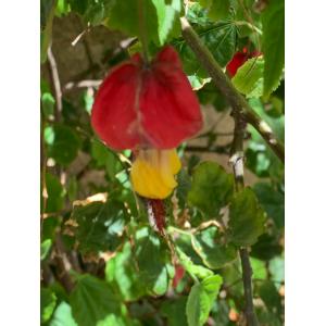 Abutilon megapotamicumIMG_5417.jpg