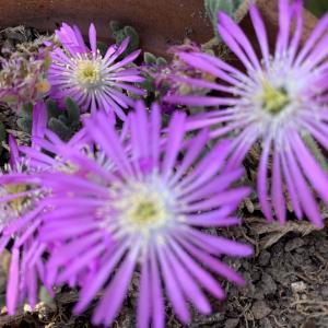  - Drosanthemum floribundum (Haw.) Schwantes [1927]