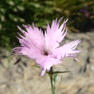 Photographie n°2854080 du taxon Dianthus hyssopifolius L. [1755]