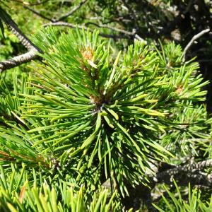 Photographie n°2854090 du taxon Pinus mugo subsp. uncinata (Ramond ex DC.) Domin [1936]