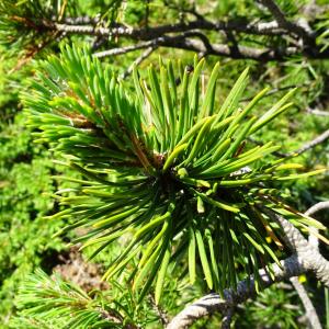 Photographie n°2854091 du taxon Pinus mugo subsp. uncinata (Ramond ex DC.) Domin [1936]