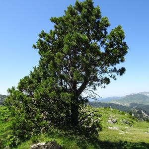 Photographie n°2854092 du taxon Pinus mugo subsp. uncinata (Ramond ex DC.) Domin [1936]