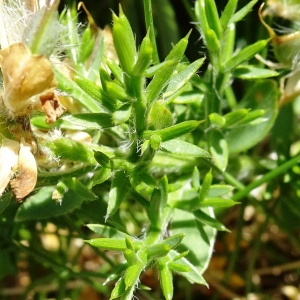 Photographie n°2854108 du taxon Genista hispanica L. [1753]
