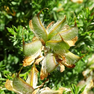 Photographie n°2854109 du taxon Genista hispanica L. [1753]