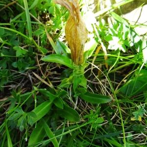  - Gentiana clusii subsp. pyrenaica Vivant [1978]