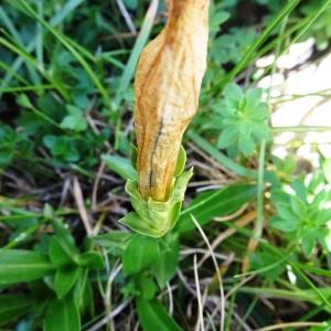  - Gentiana clusii subsp. pyrenaica Vivant [1978]