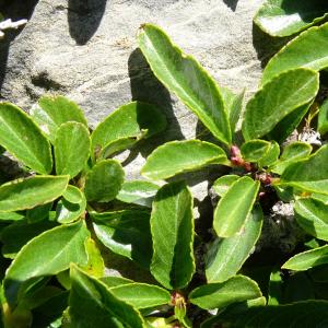 Photographie n°2854130 du taxon Rhamnus pumila Turra [1764]
