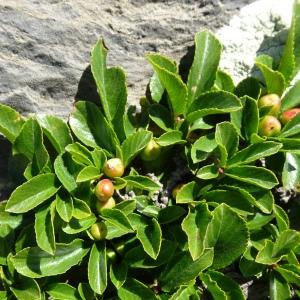 Photographie n°2854131 du taxon Rhamnus pumila Turra [1764]