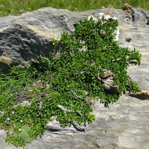 Photographie n°2854132 du taxon Rhamnus pumila Turra [1764]