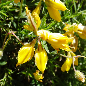 Photographie n°2854133 du taxon Genista hispanica L. [1753]