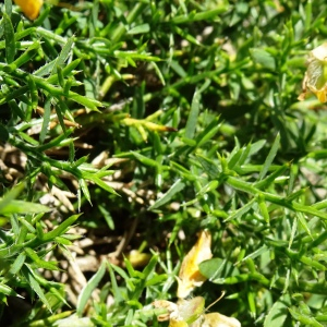 Photographie n°2854135 du taxon Genista hispanica L. [1753]