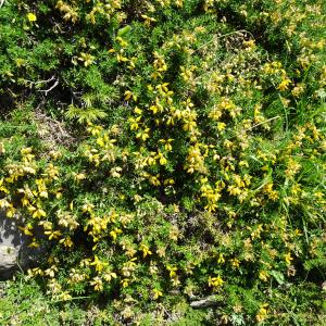 Photographie n°2854137 du taxon Genista hispanica L. [1753]