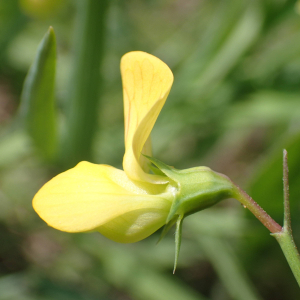 Photographie n°2857033 du taxon Lathyrus annuus L.