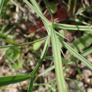 Photographie n°2857034 du taxon Lathyrus annuus L.