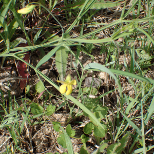 Photographie n°2857035 du taxon Lathyrus annuus L.