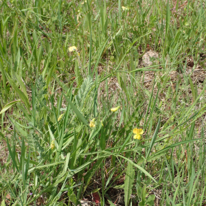 Photographie n°2857036 du taxon Lathyrus annuus L.