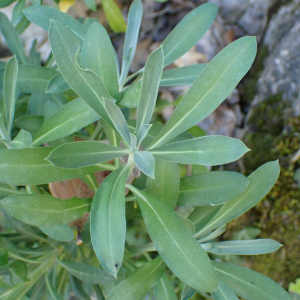 Photographie n°2857043 du taxon Erysimum cheiri (L.) Crantz