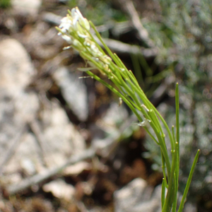 Photographie n°2857056 du taxon Arabis hirsuta (L.) Scop.